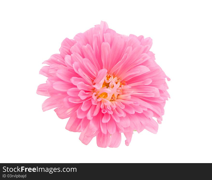 Aster on a white background