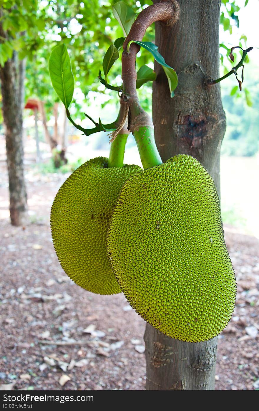 Jackfruit of Thailand