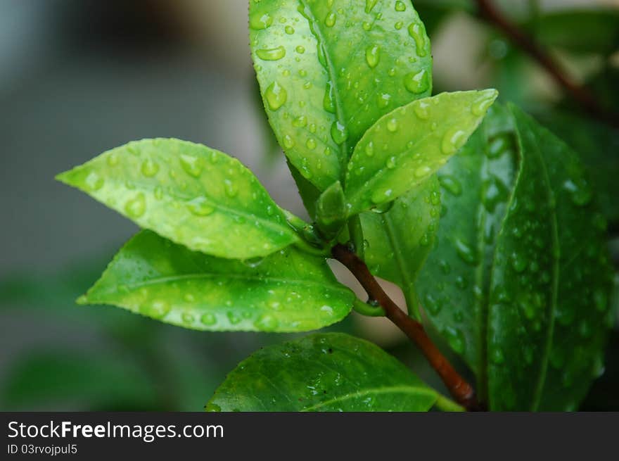 Rain drops on green foliage. Rain drops on green foliage