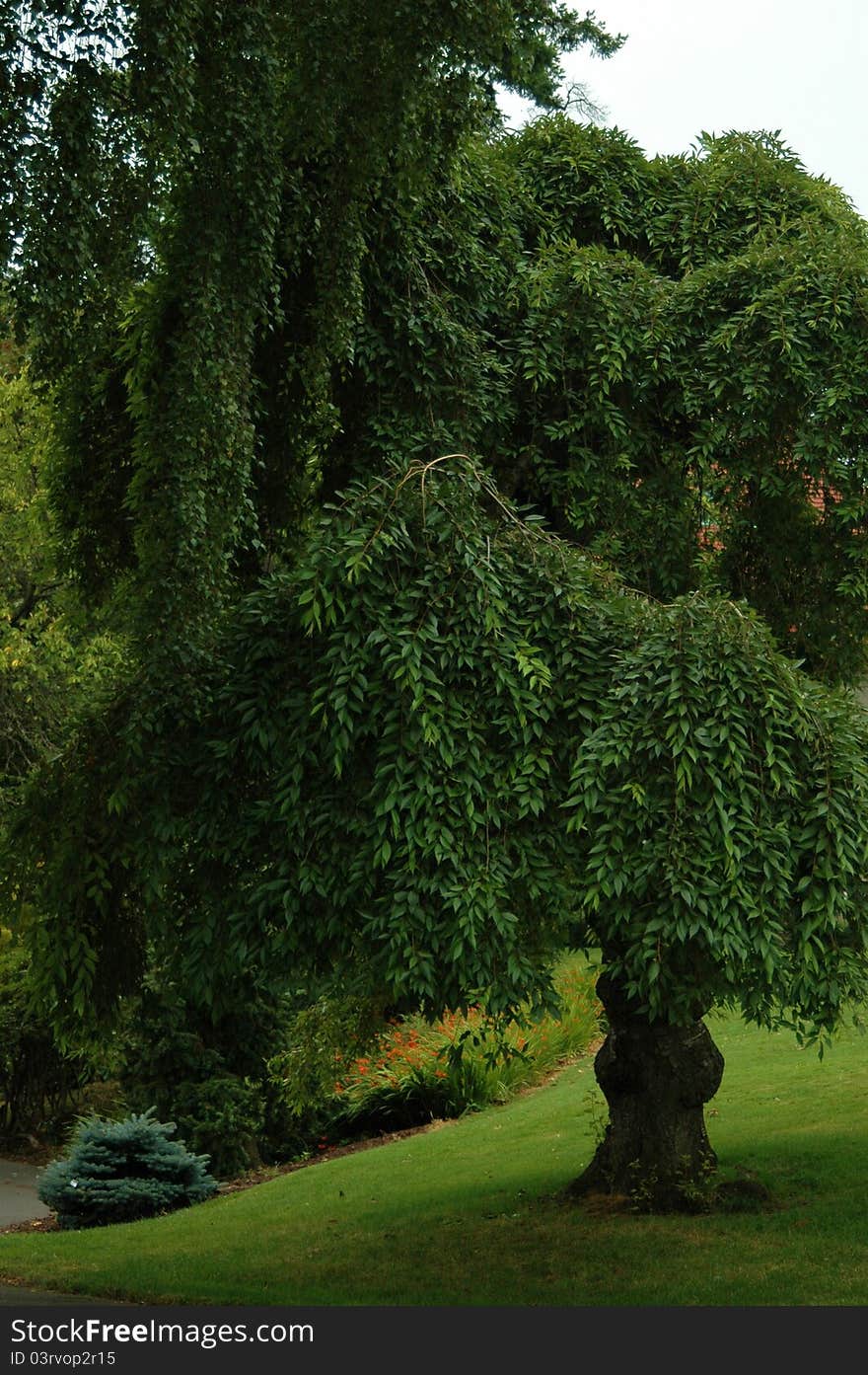 Landscaped Tree