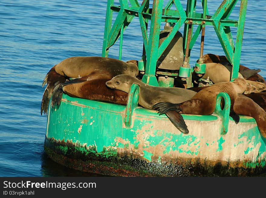 California Seals