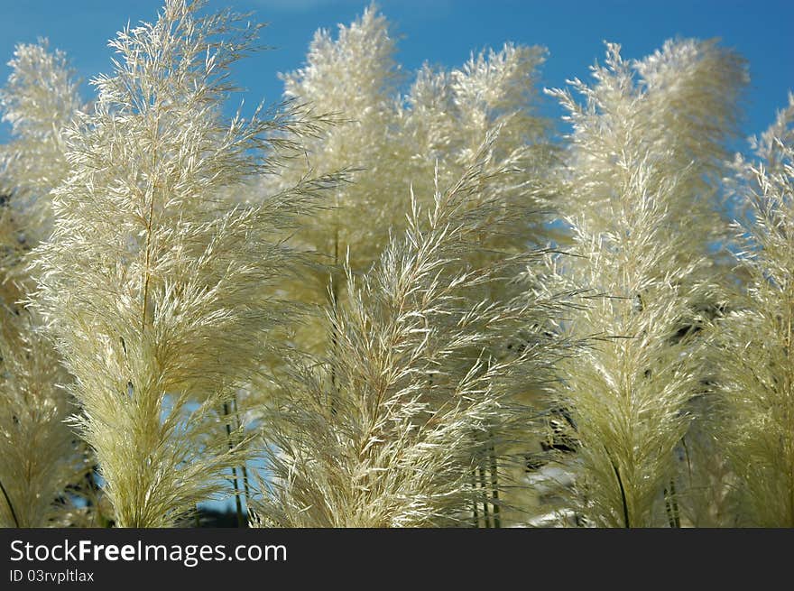 Sea grass against bright blue sky