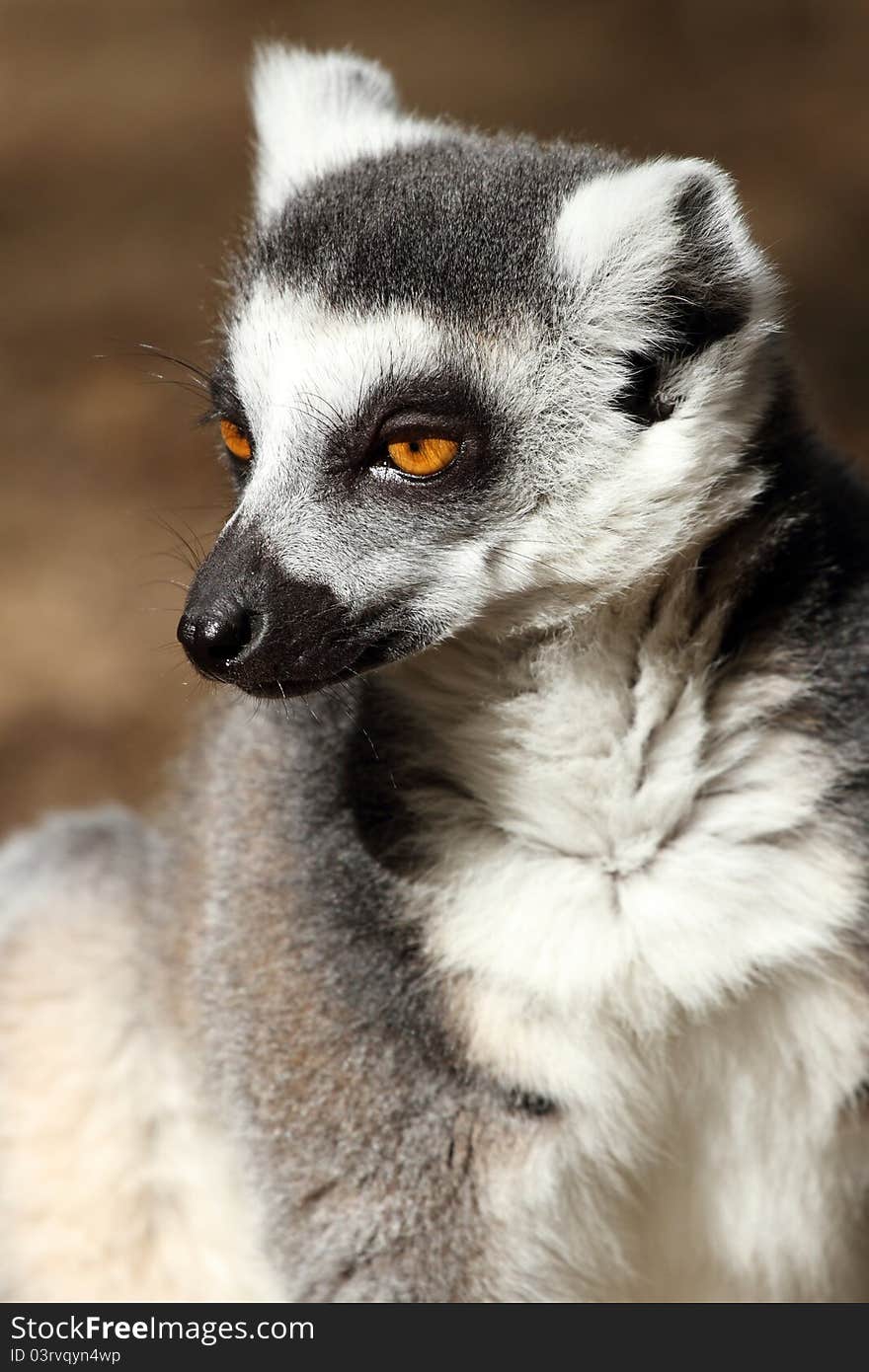 Details of a sitting ring-tailed lemur