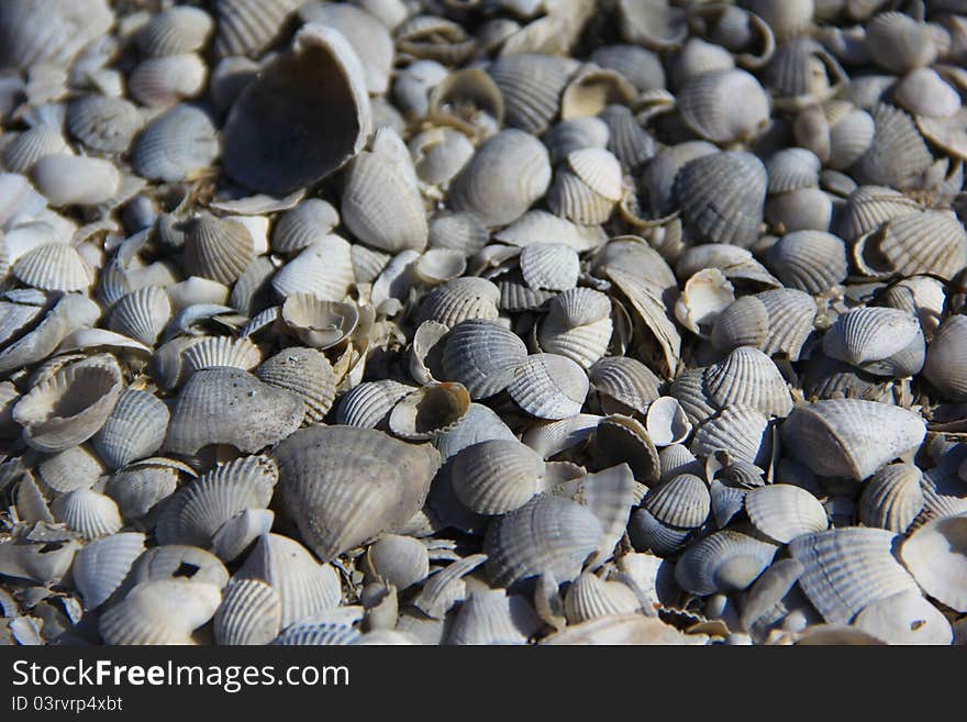 Shells on the island