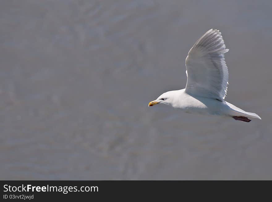 Seagull in flight