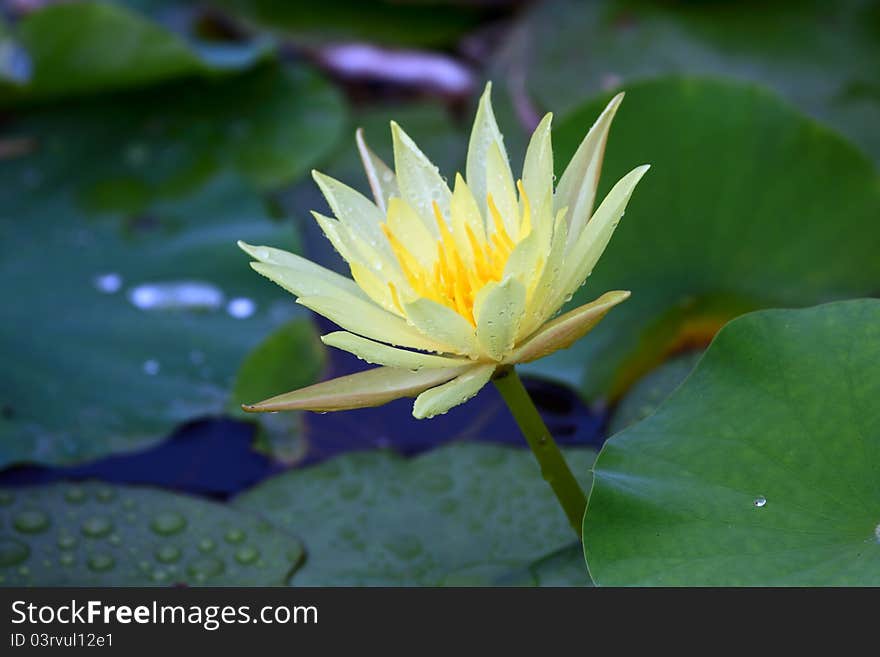 Water Lily in the pond.