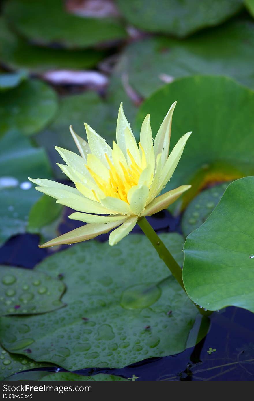 Water Lily in the pond.