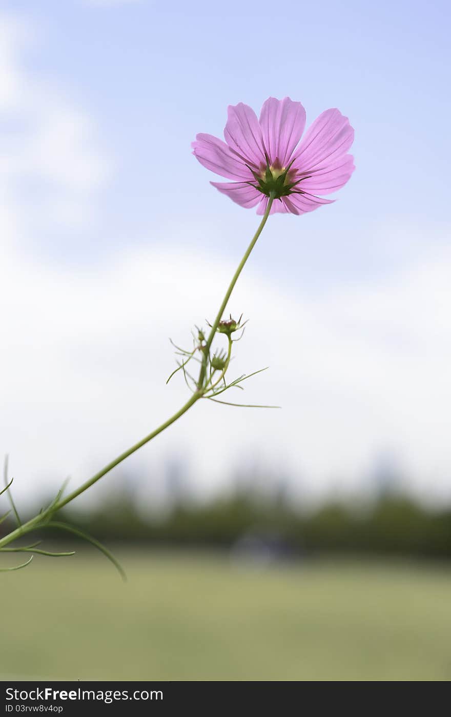 Garden Cosmos