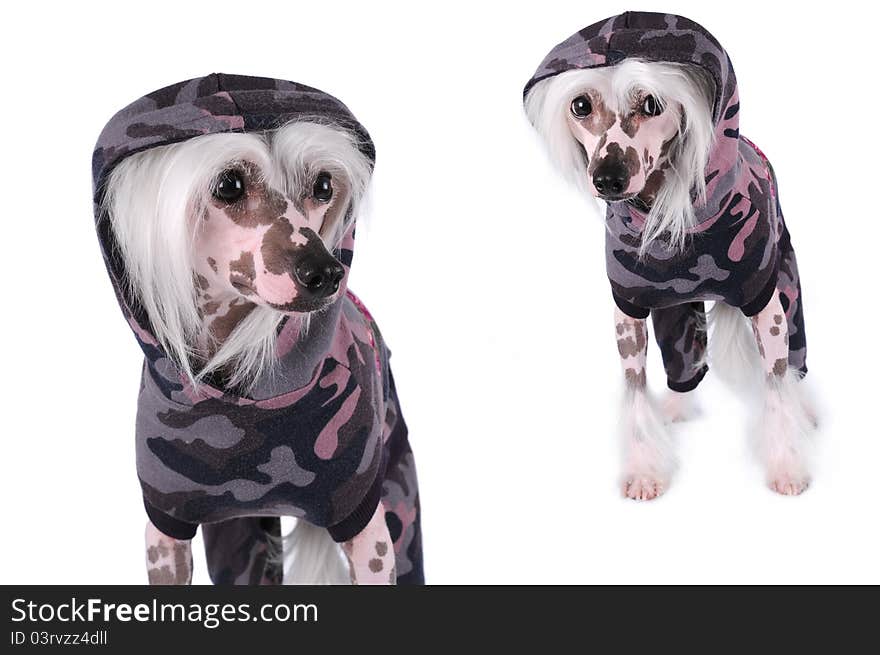 Chinese crested dogs portrait isolated on white