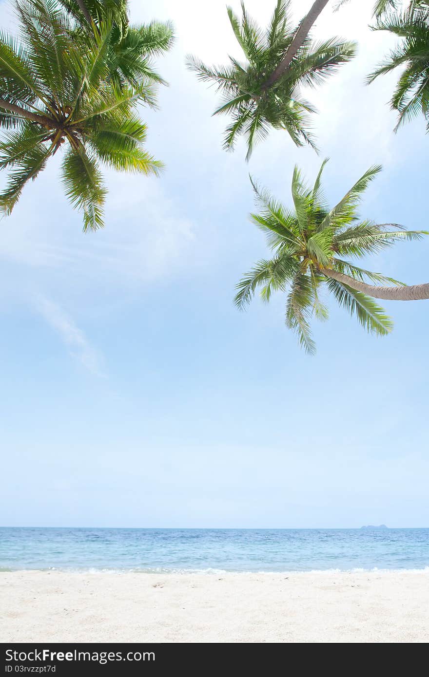 Fragment like View of nice tropical coast with some palm. Fragment like View of nice tropical coast with some palm