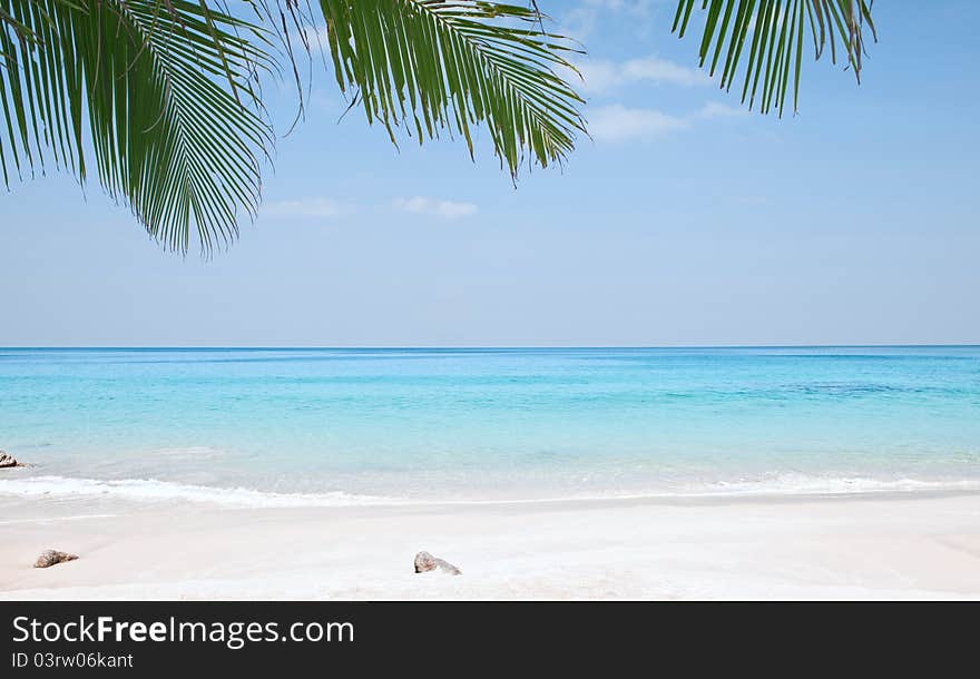 Fragment like View of nice tropical coast with some palm. Fragment like View of nice tropical coast with some palm