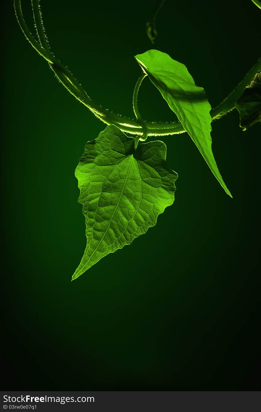 Leaf