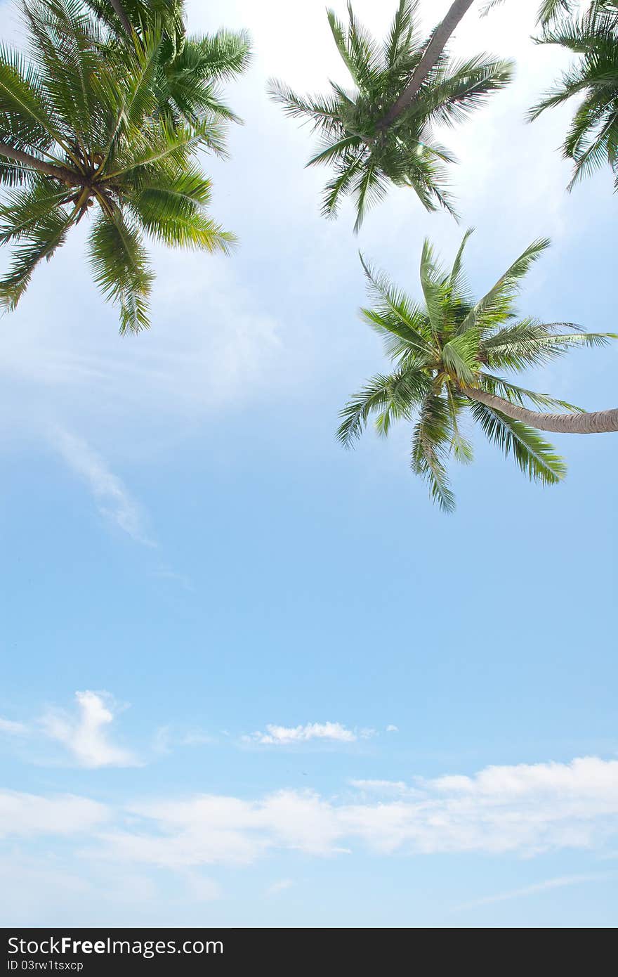 View of nice green tropical palms on blue sky back