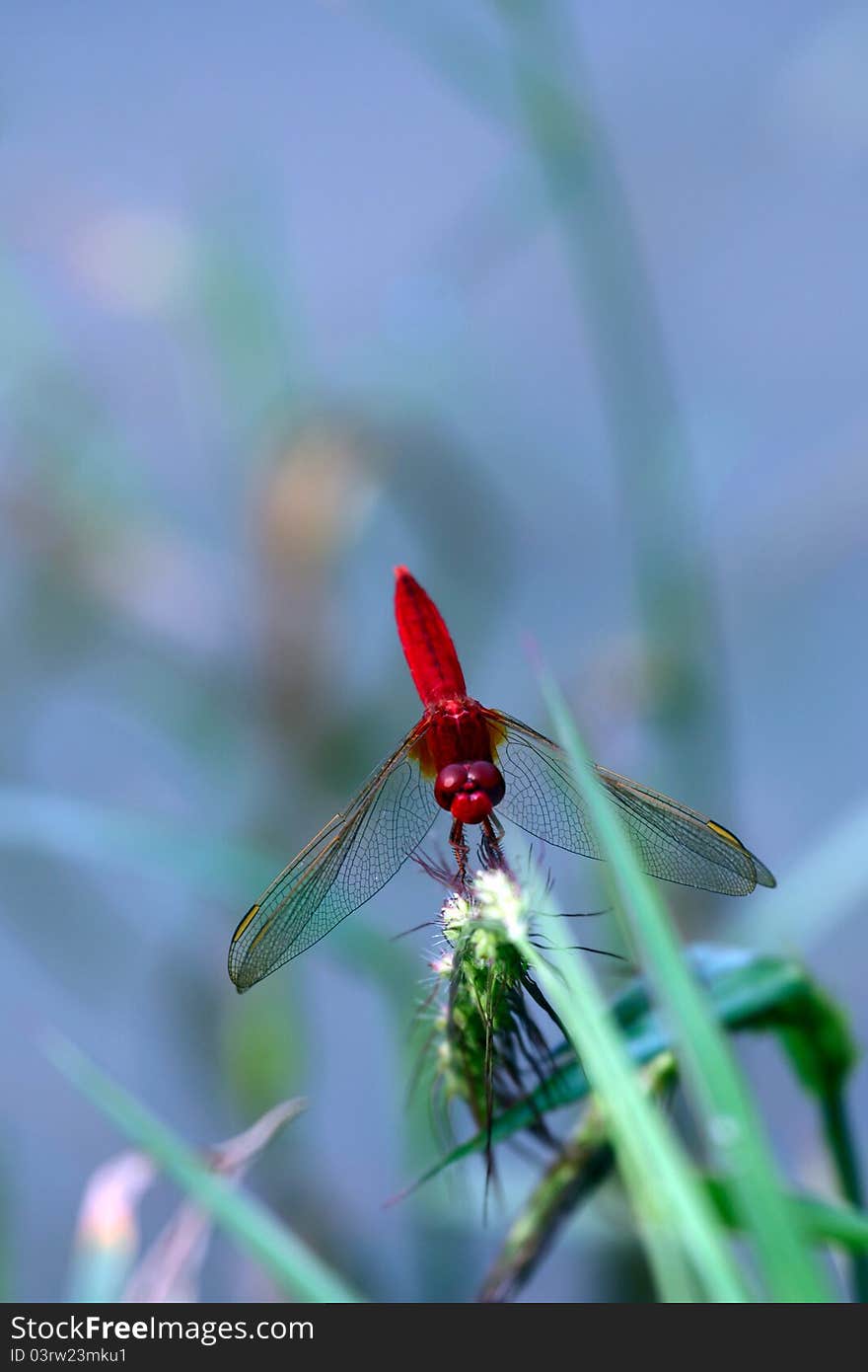 Red dragonfly