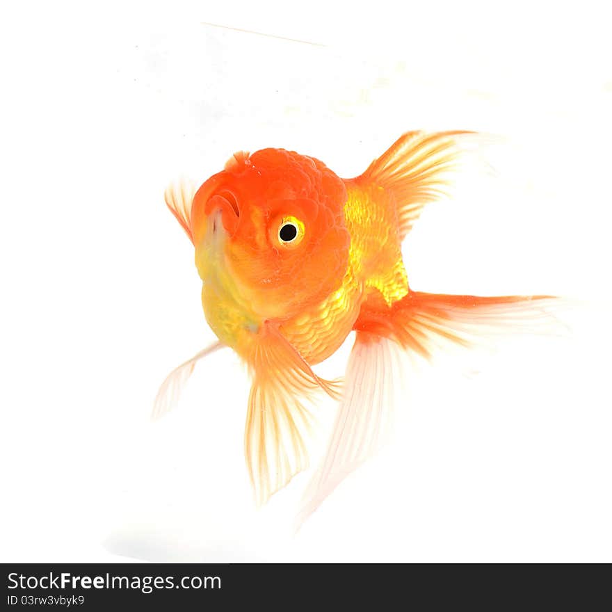 Gold fish. Isolation