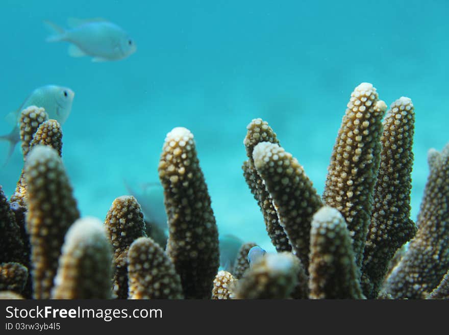 Tropical coral reef