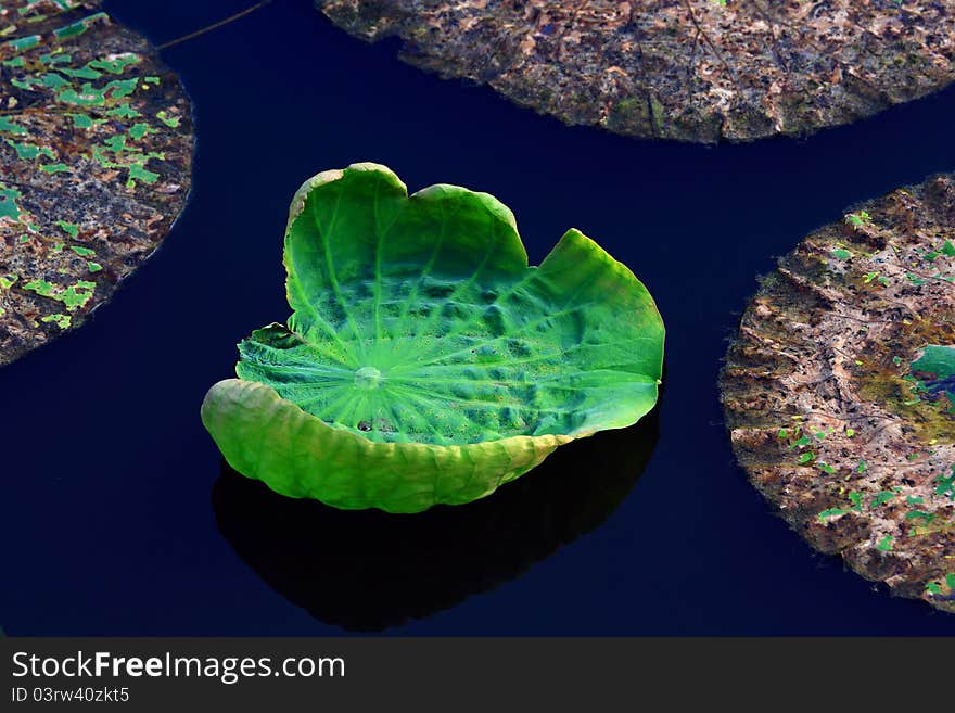 Lotus leaf in the pond.