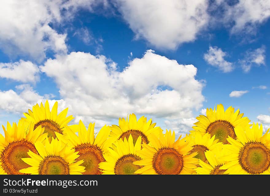 sunflower against a background