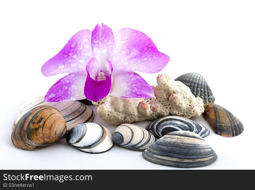 Purple orchid with shells and coral