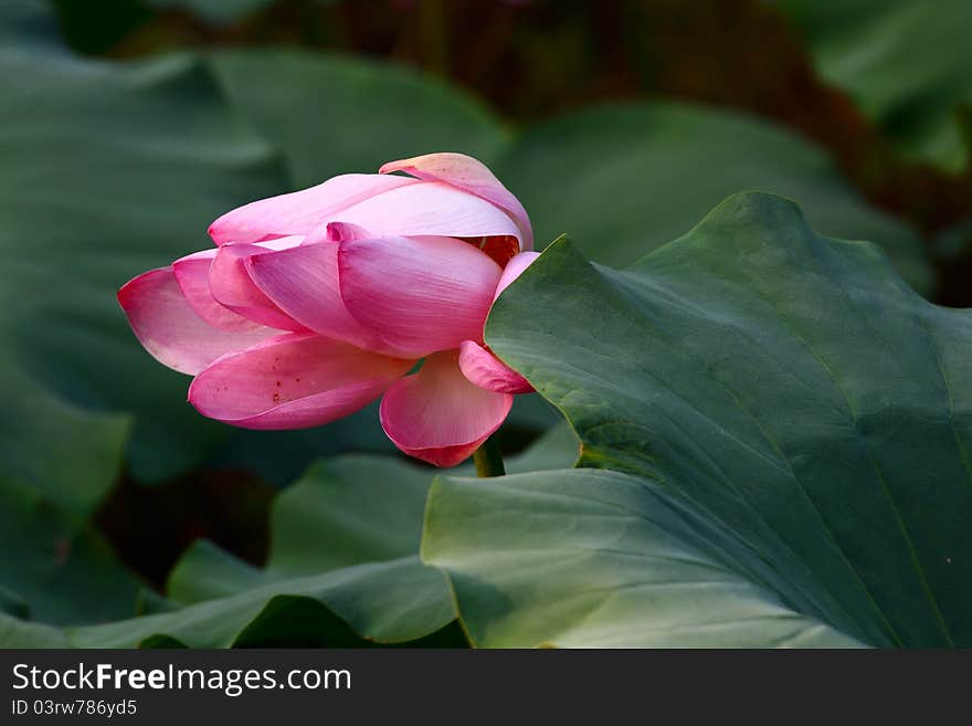 Pink lotus and green lotus leaf.