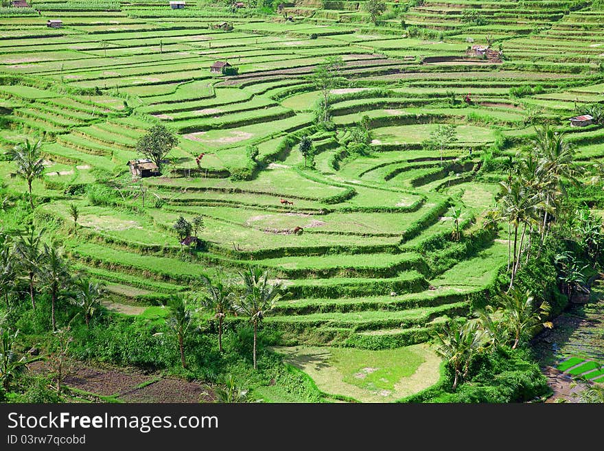 Rice fields, prepared for rice. Bali, Indonesia