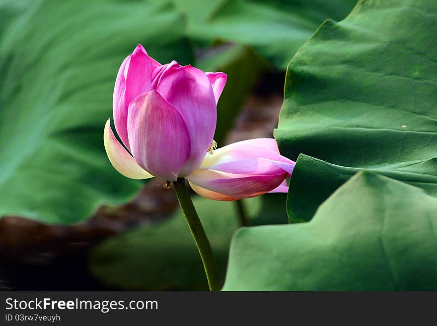 Pink lotus bud and green lotus leaf.