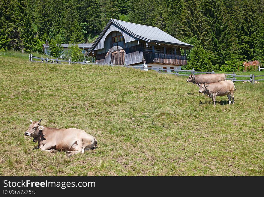 Small cow farm in swiss alps