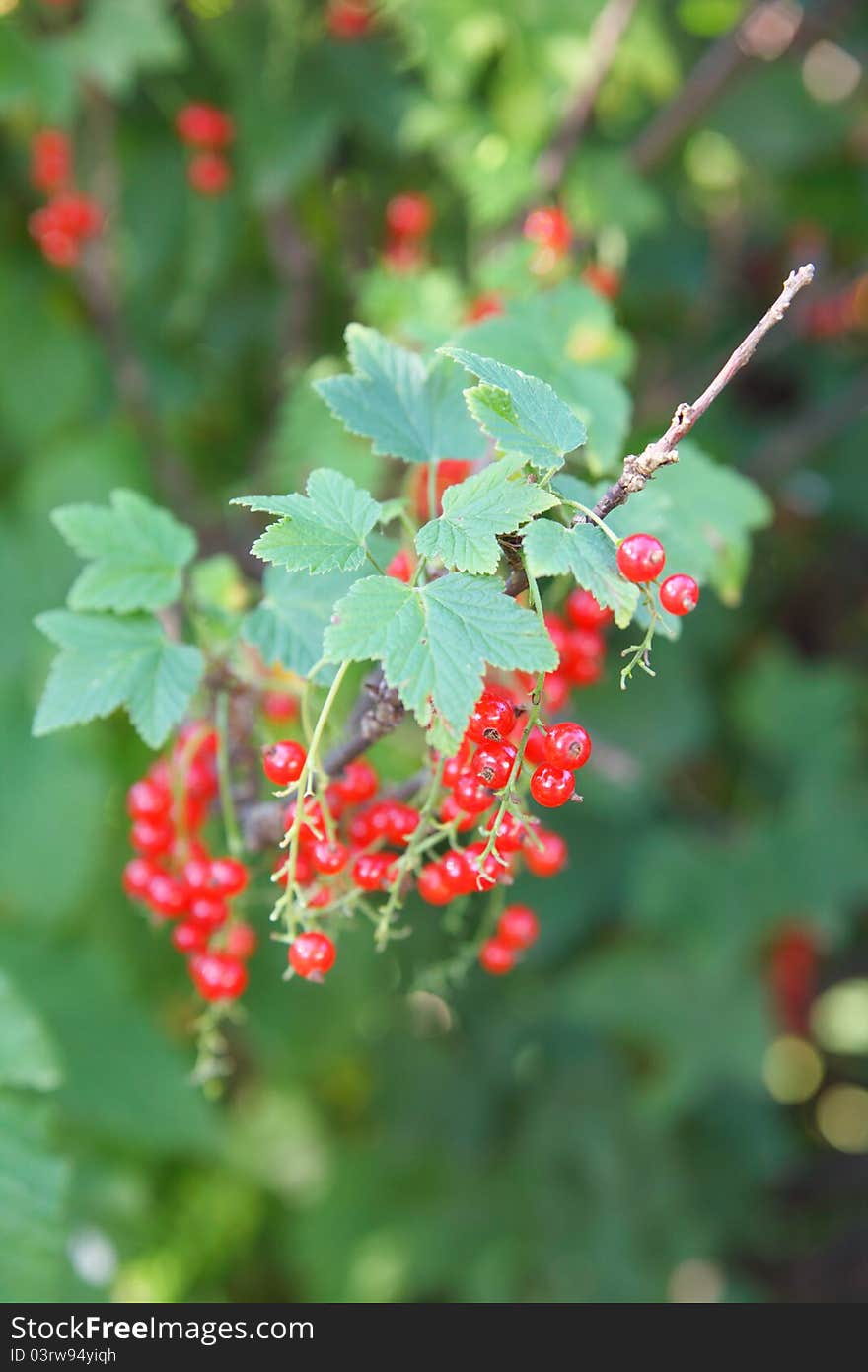 Red currant