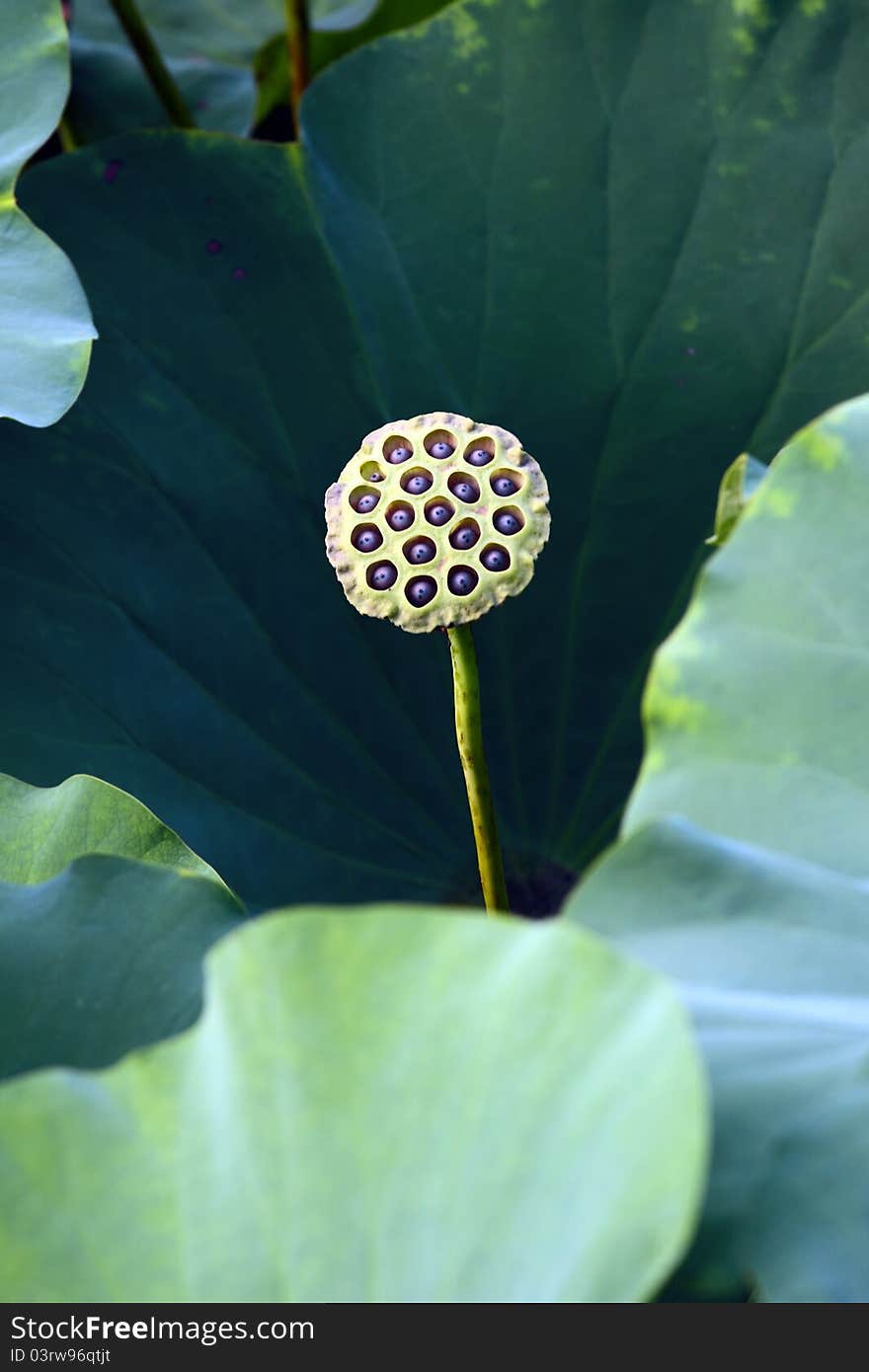 lotus leaf and its fruit.