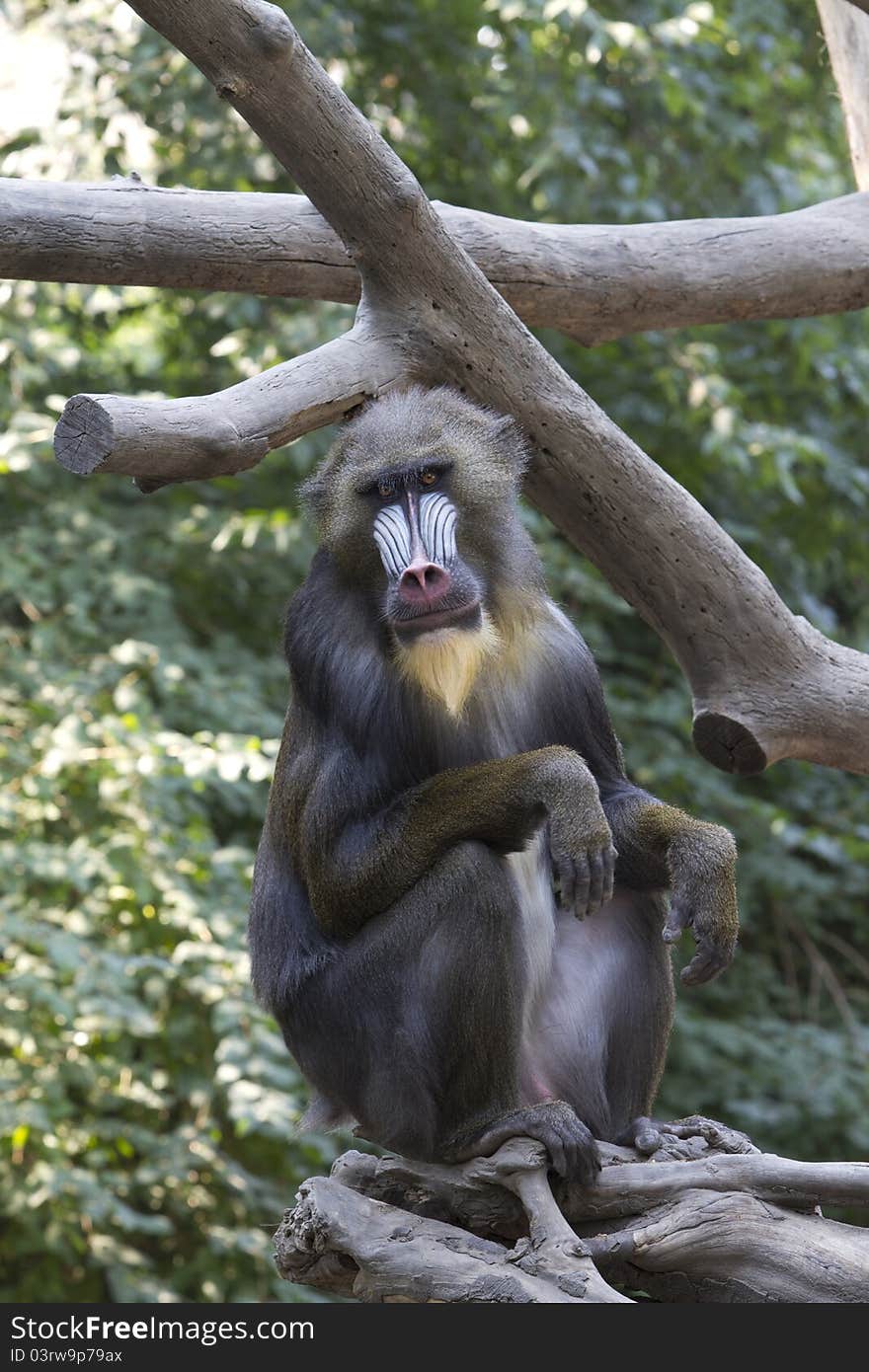 Mandrill monkey