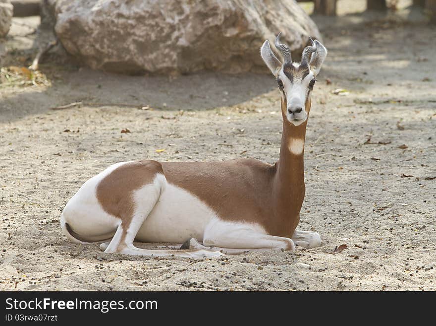 Gazelle