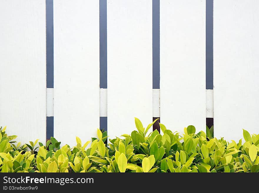 White fence  green grass