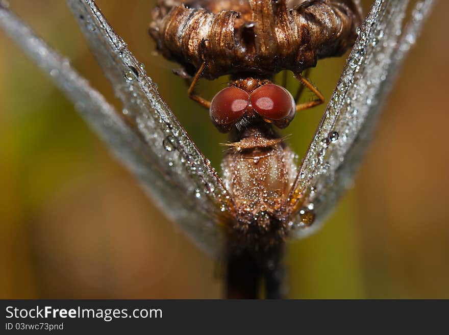 Close up of a common darter dragonfly