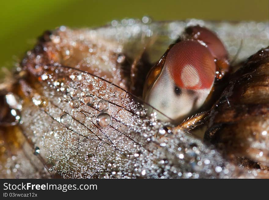 Close Up Of A Common Darter Dragonfly