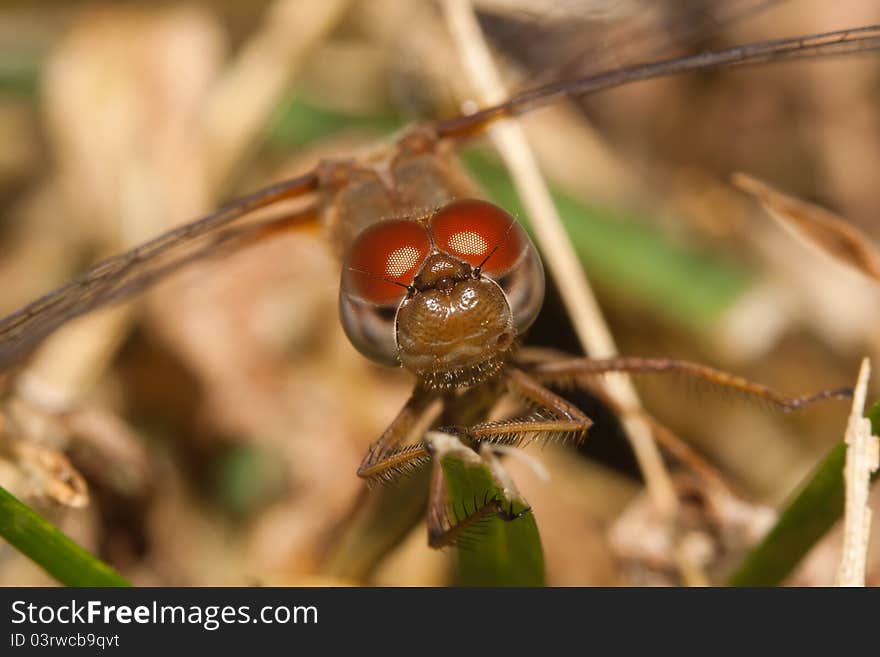 Close up of a common darter dragonfly