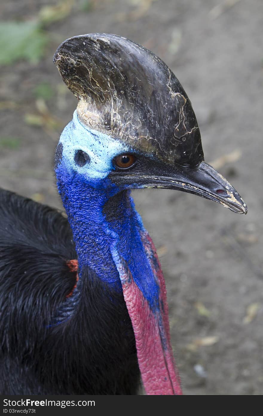 Cassowary