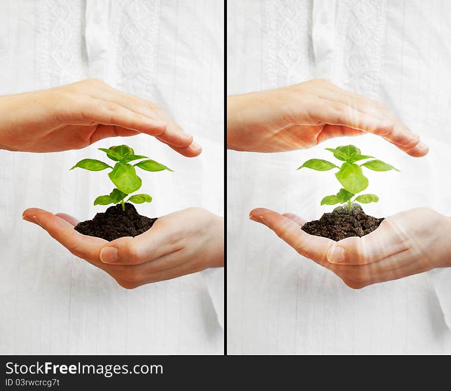 Man's hands holding a young, green basil plant on white shirt background. Man's hands holding a young, green basil plant on white shirt background