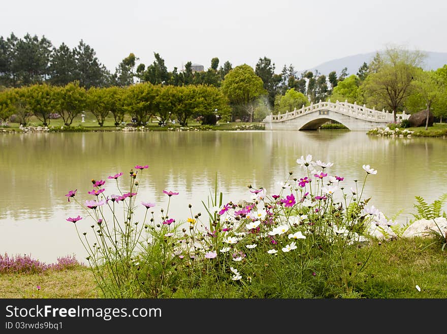 Some flowers by the pond,park. Some flowers by the pond,park