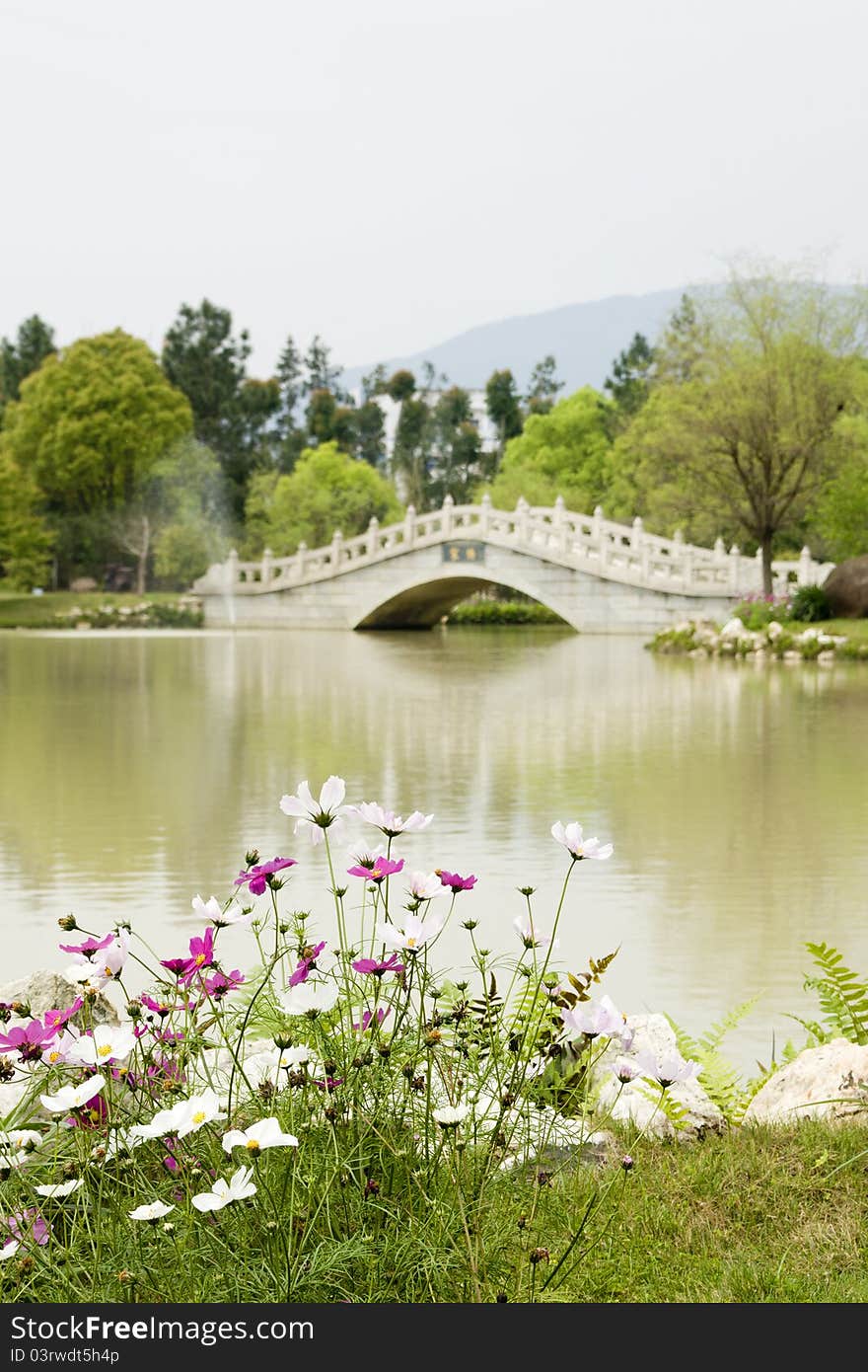 Some flowers by the pond,park. Some flowers by the pond,park