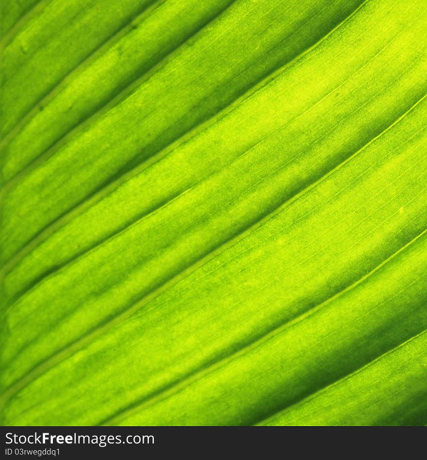 Background of green leaf, lush foliage