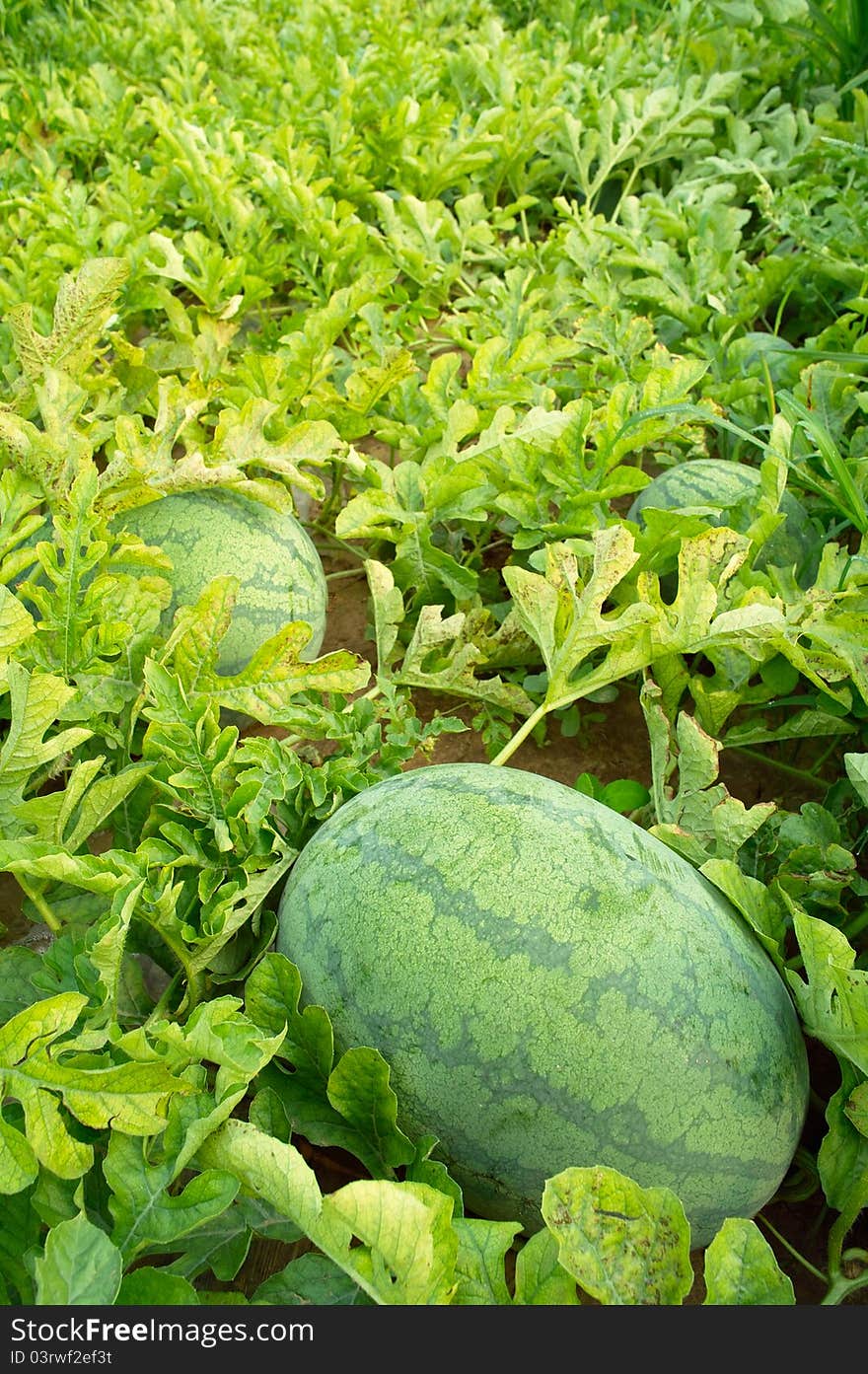 Ripe watermelons in the field