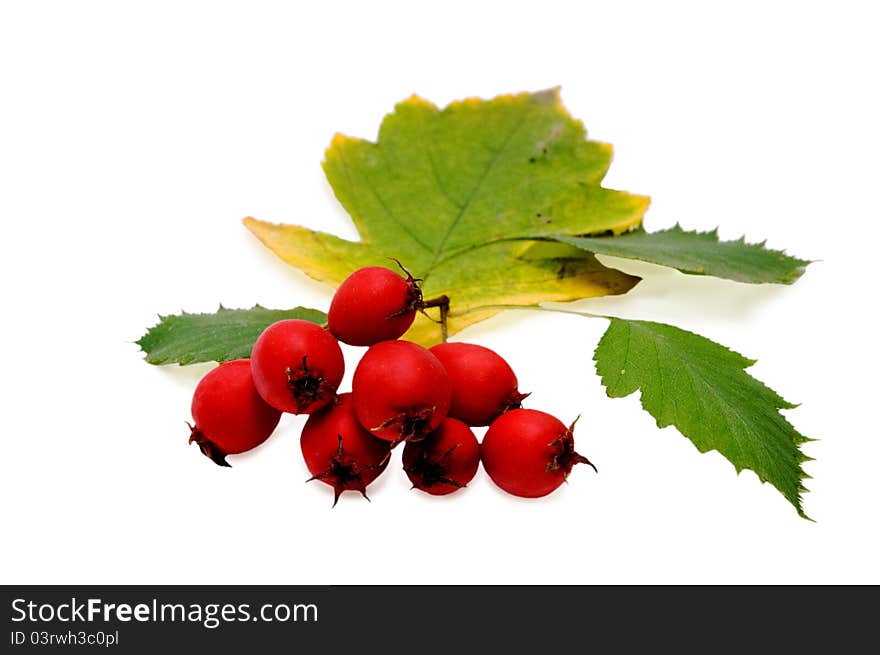 Hawthorn in autumn