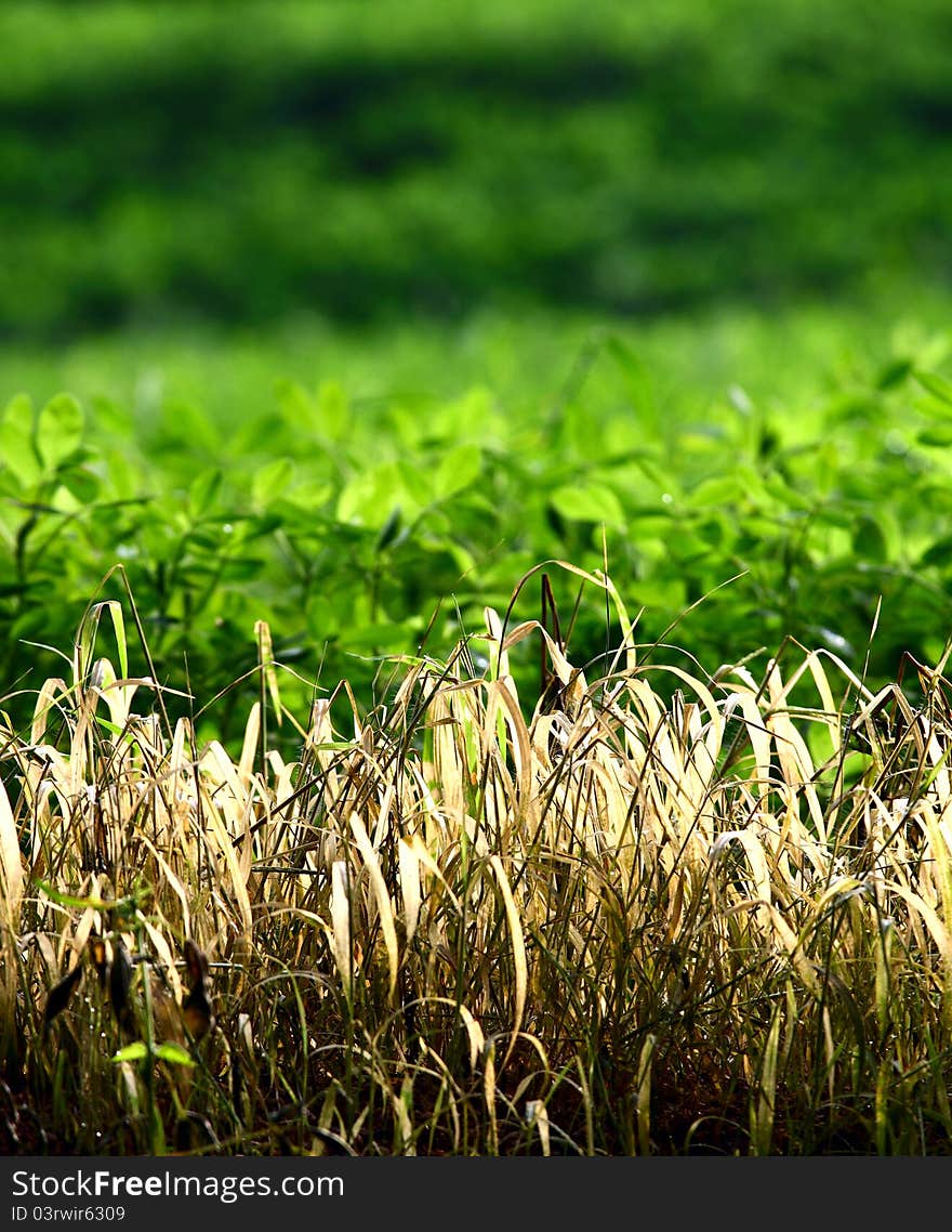 Dry grass