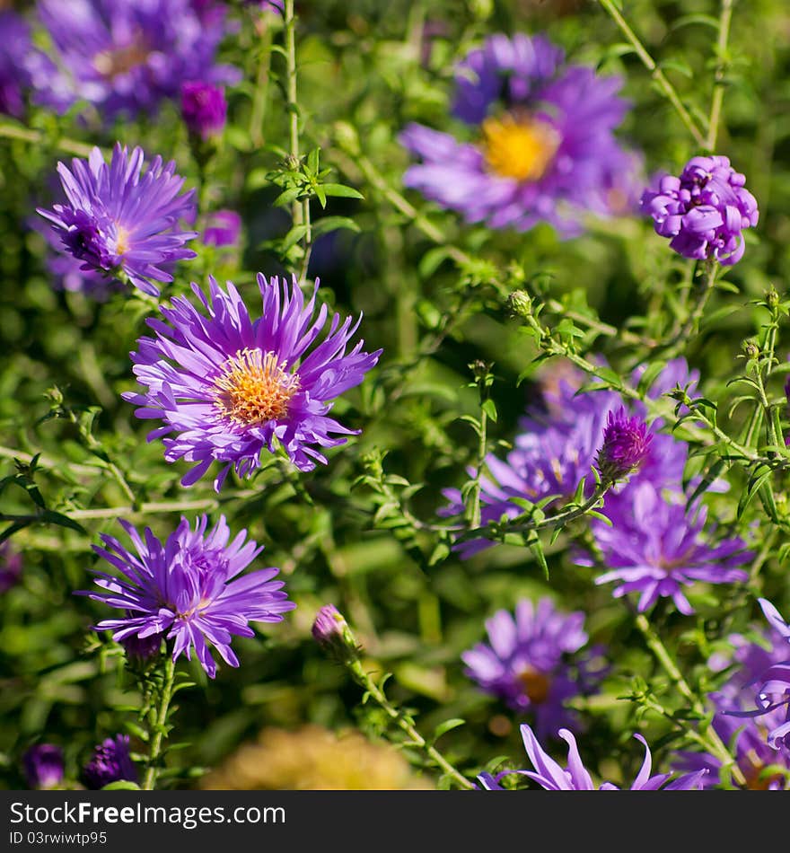 Purple chrysanthemum