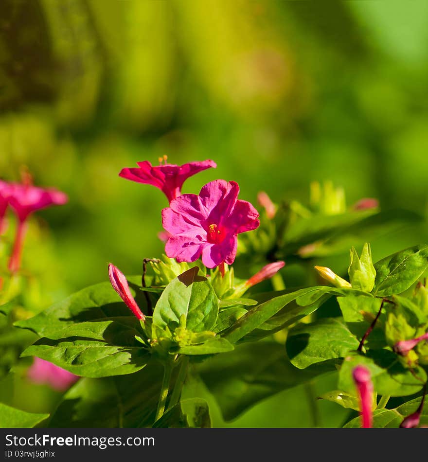 A Beautiful Flowerbed With Pink Flowers