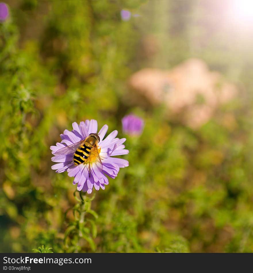 Bee collects nectar from a flower