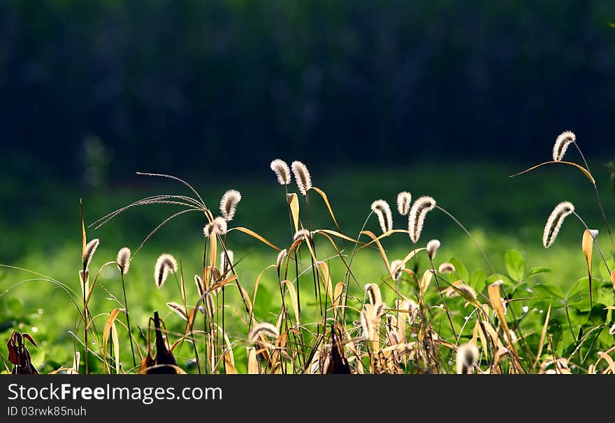 Dog's tail grass in the field.