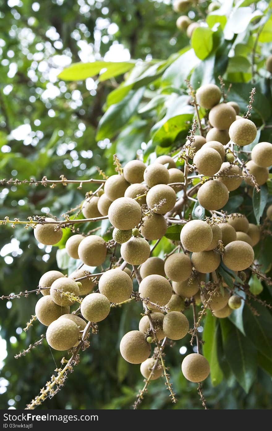 Longan fruit and tree