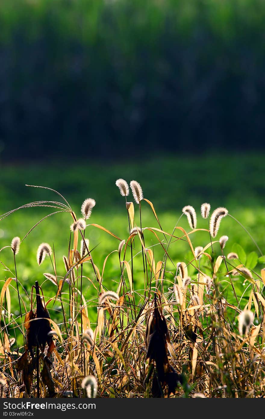 Dog's tail grass in the field.