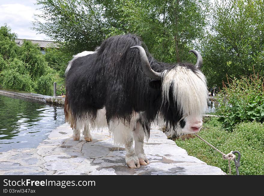 Yak